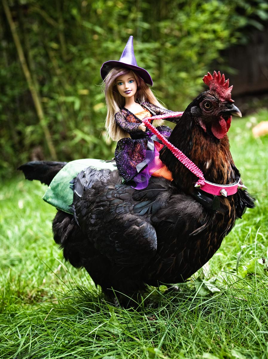 barbie doll chicken