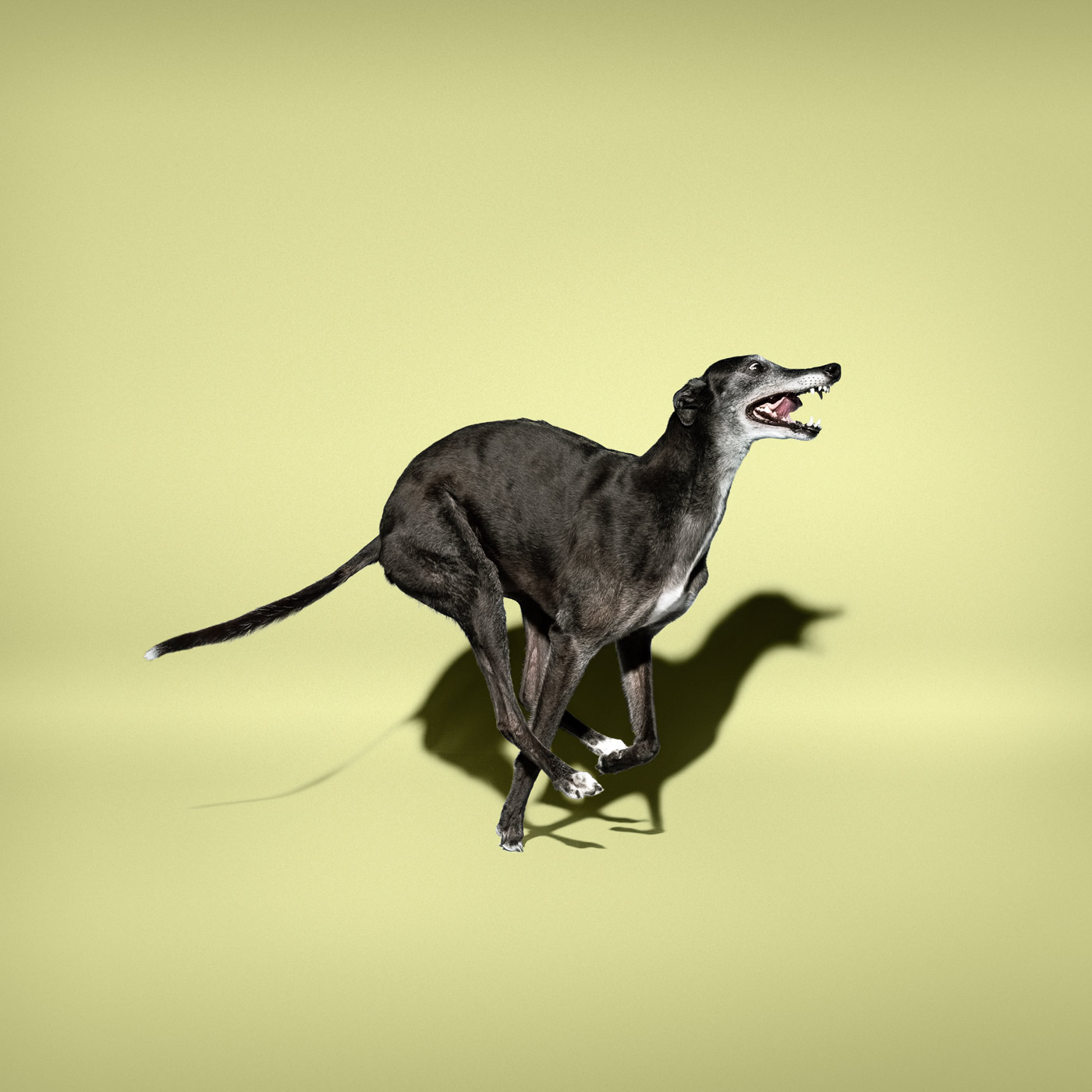 Commercial photographer Portland - greyhound dog on yellow grey background 