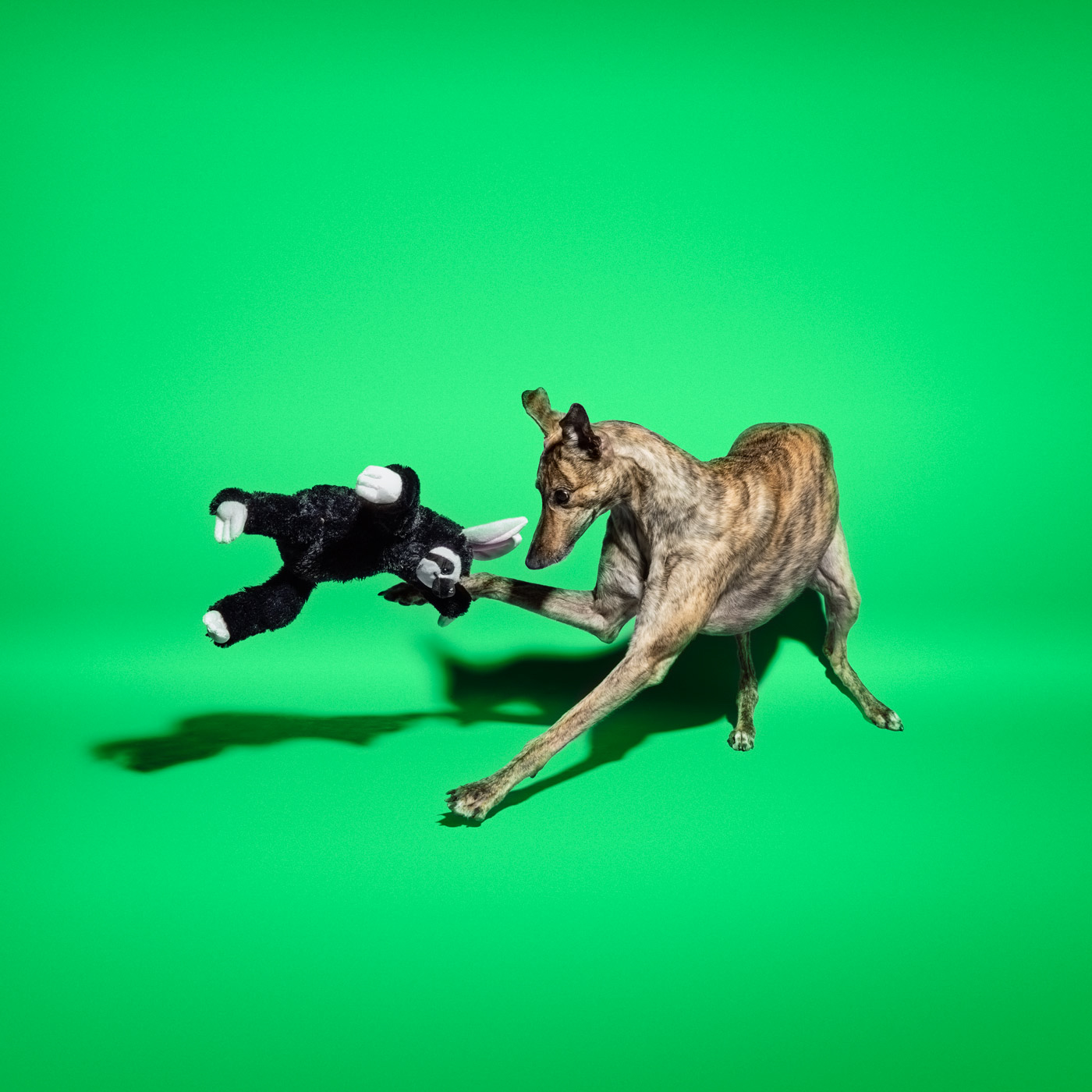 Commercial photograph of greyhound dog playing with toy on green background in stdio. 